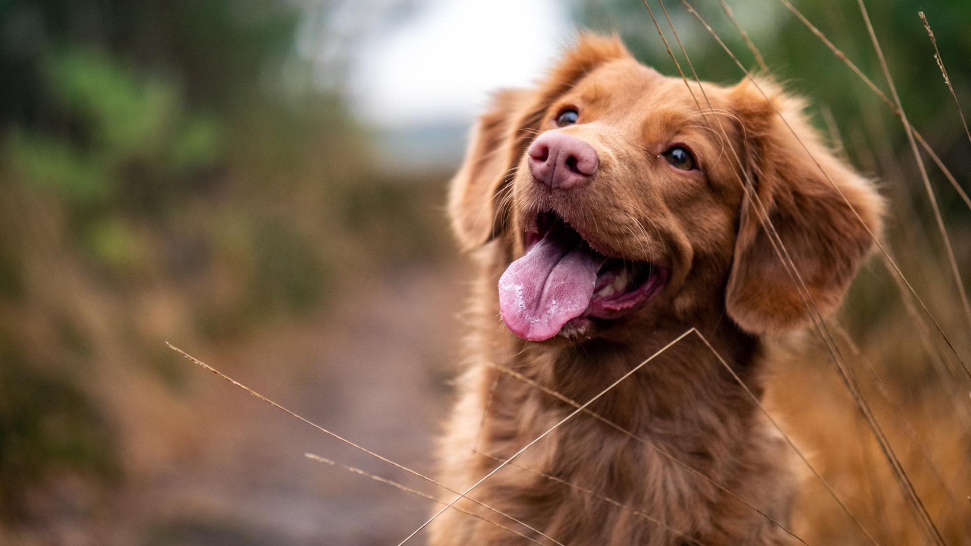 La Taurina: Antiestrés y mejora cardiopatías